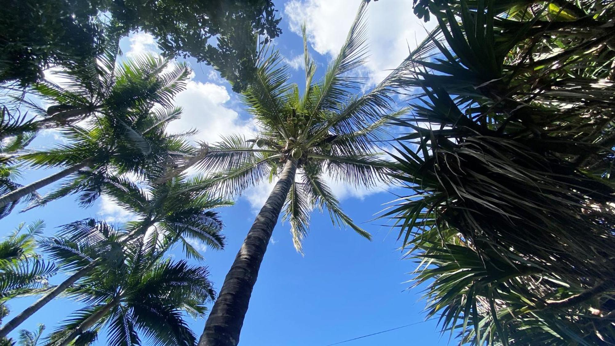 Coliver - Coliving A La Reunion Saint Pierre Exterior photo